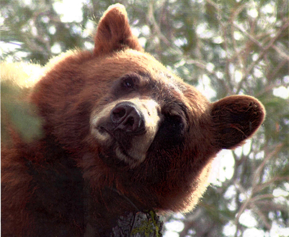 They Belong Here: Help Keep Tahoe Bears Wild - Visit Lake Tahoe