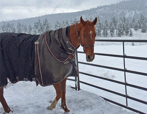 Horses Like Snow Too