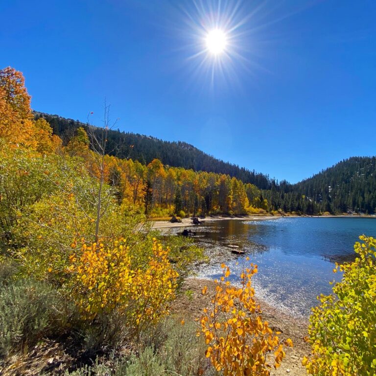 fall foliage