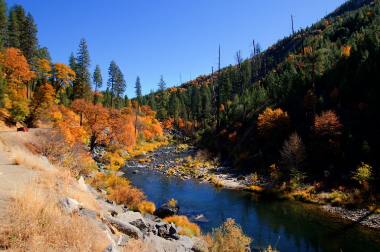 Fall Leaves in Lake Tahoe